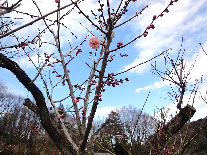 薬師池公園梅の花