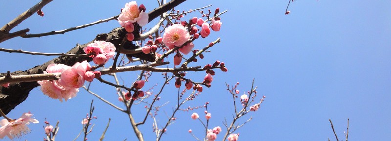 薬師池公園へ梅の花