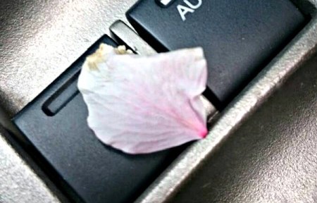 ボタン桜の花びらが