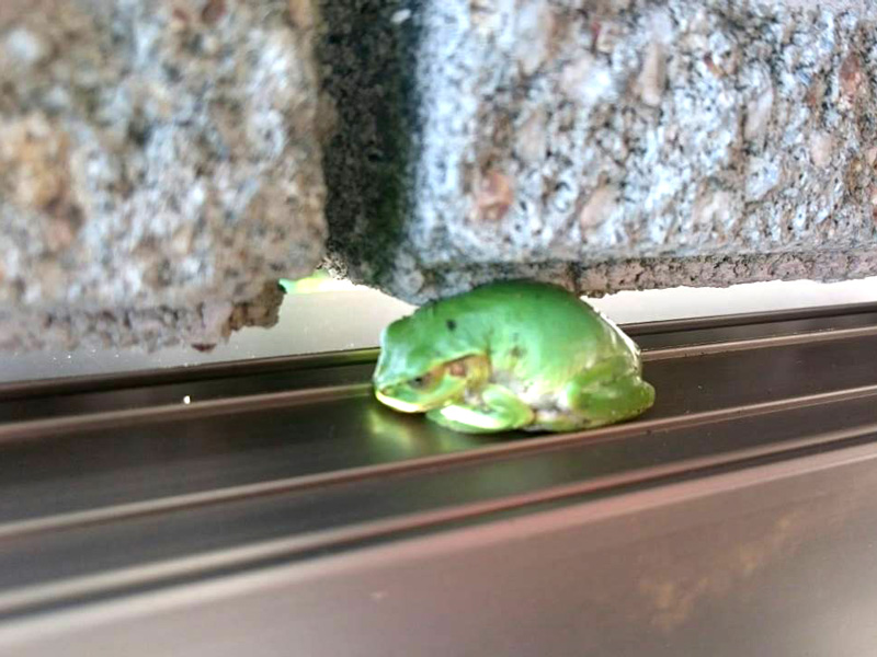 雨蛙が門扉でお昼寝
