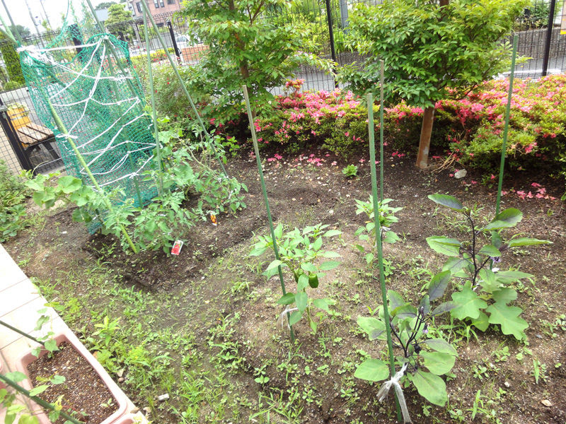 中庭の野菜