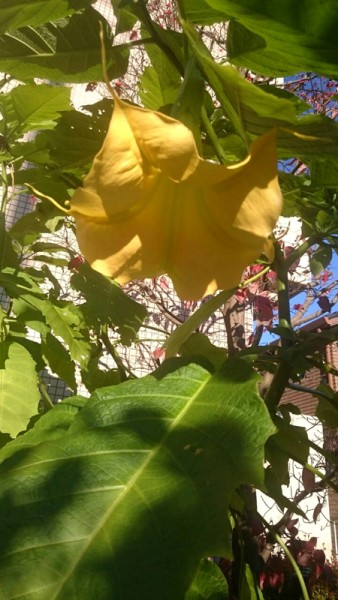 ぬくもりの花壇にトランペットの花
