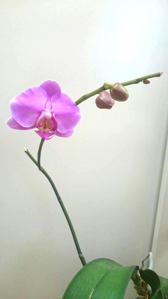 ５回目の胡蝶蘭の開花