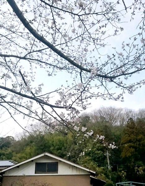 ぬくもりの近くの桜