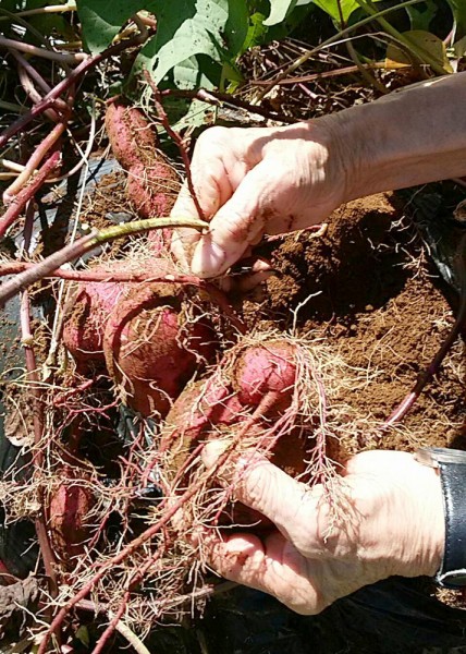 清住の杜町田にお住まいの皆様が夏に植えた、サツマイモ