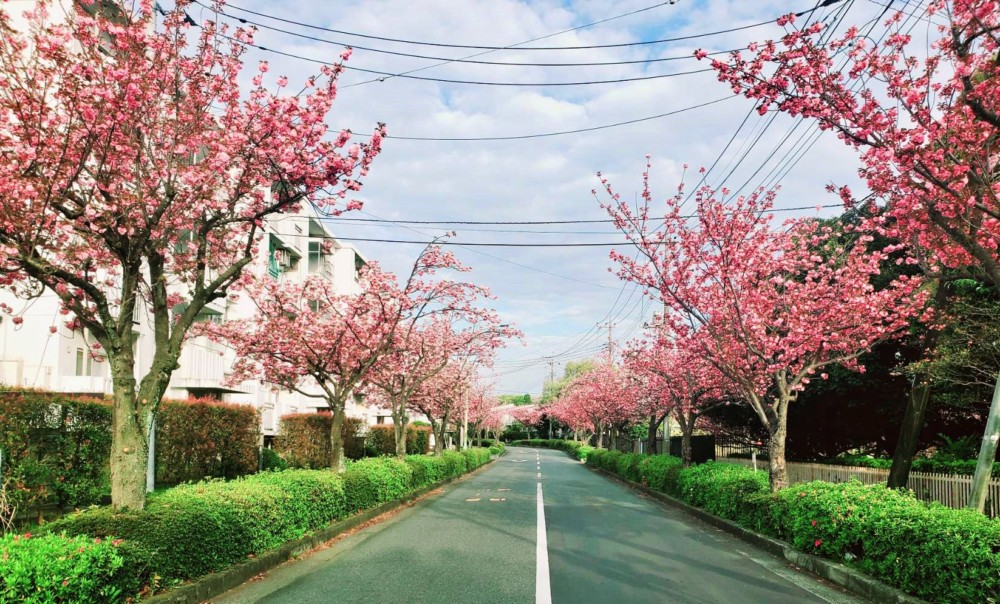 近隣の小山田桜台団地の八重桜です。